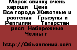 Марск свинку очень хароши › Цена ­ 2 000 - Все города Животные и растения » Грызуны и Рептилии   . Татарстан респ.,Набережные Челны г.